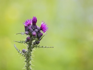 Thistle by Dave Barton