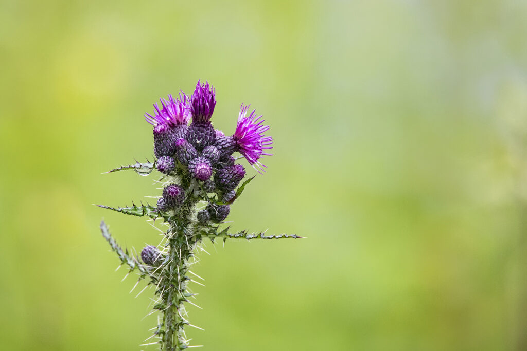 Thistle by Dave Barton