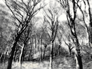 Trees in Winter by Jennifer Cox
