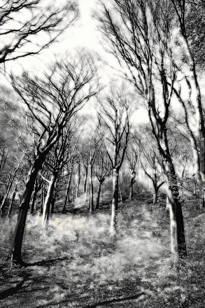 Trees in Winter by Jennifer Cox