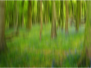 Wenault Bluebells by Necia Rogers