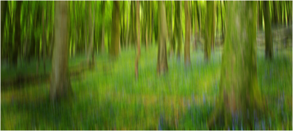 Wenault Bluebells by Necia Rogers