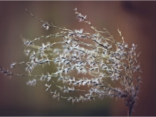 Windswept Pampas Grass by Necia Rogers