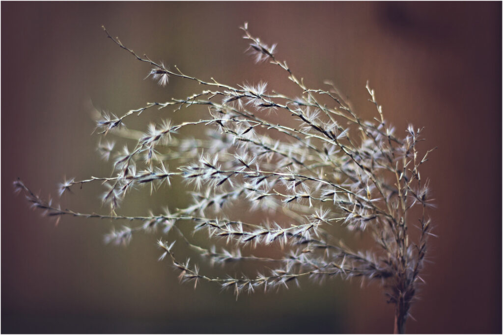 Windswept Pampas Grass by Necia Rogers