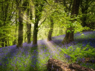 Woodland bluebells by Niall