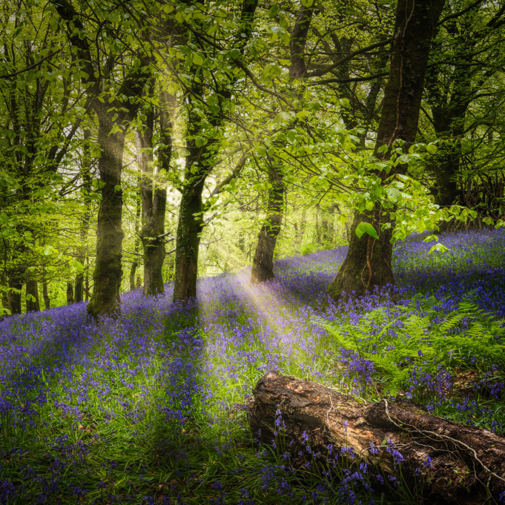 Woodland bluebells by Niall