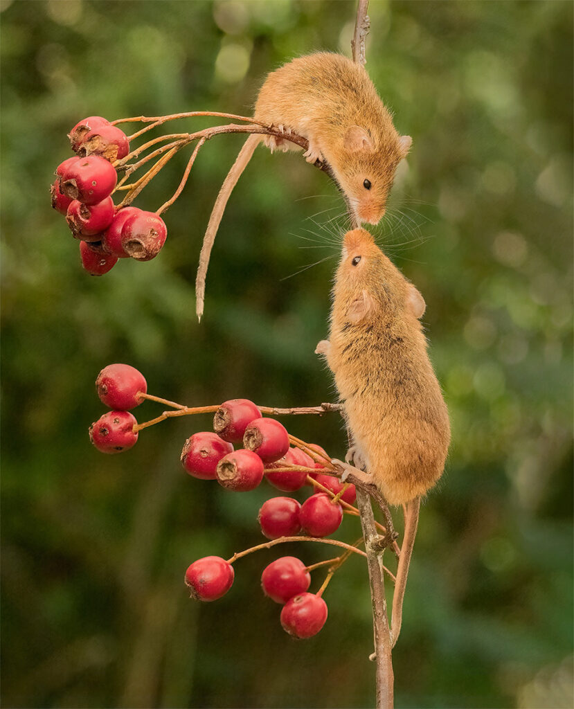 Berry Nice to Meet You by Chris Chinnick
