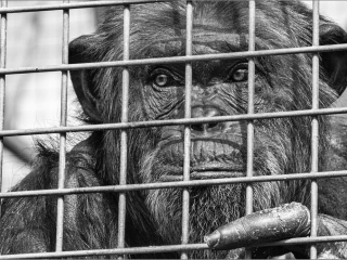 Captive by Dave Barton