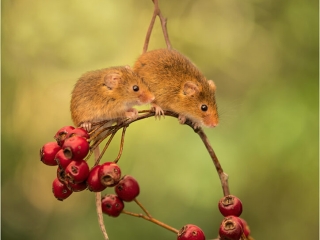 Double Act by Chris Chinnick