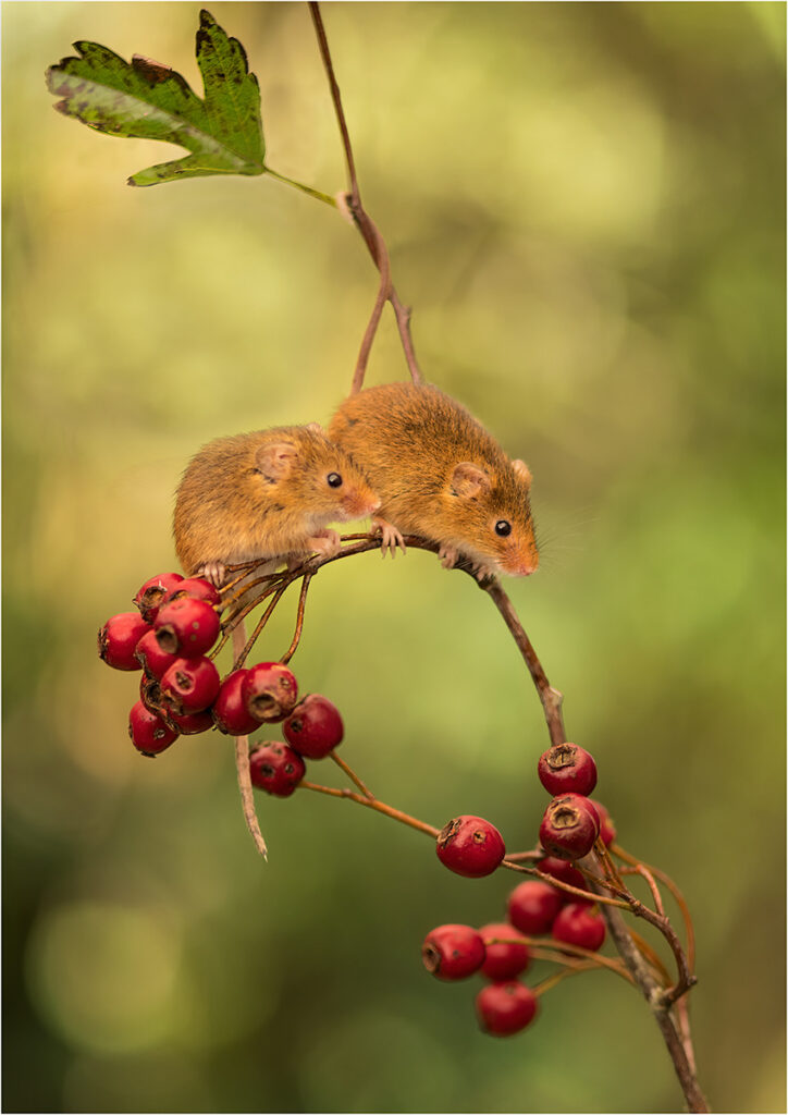 Double Act by Chris Chinnick