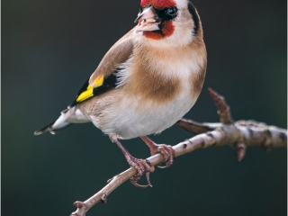 Goldfinch by Niall