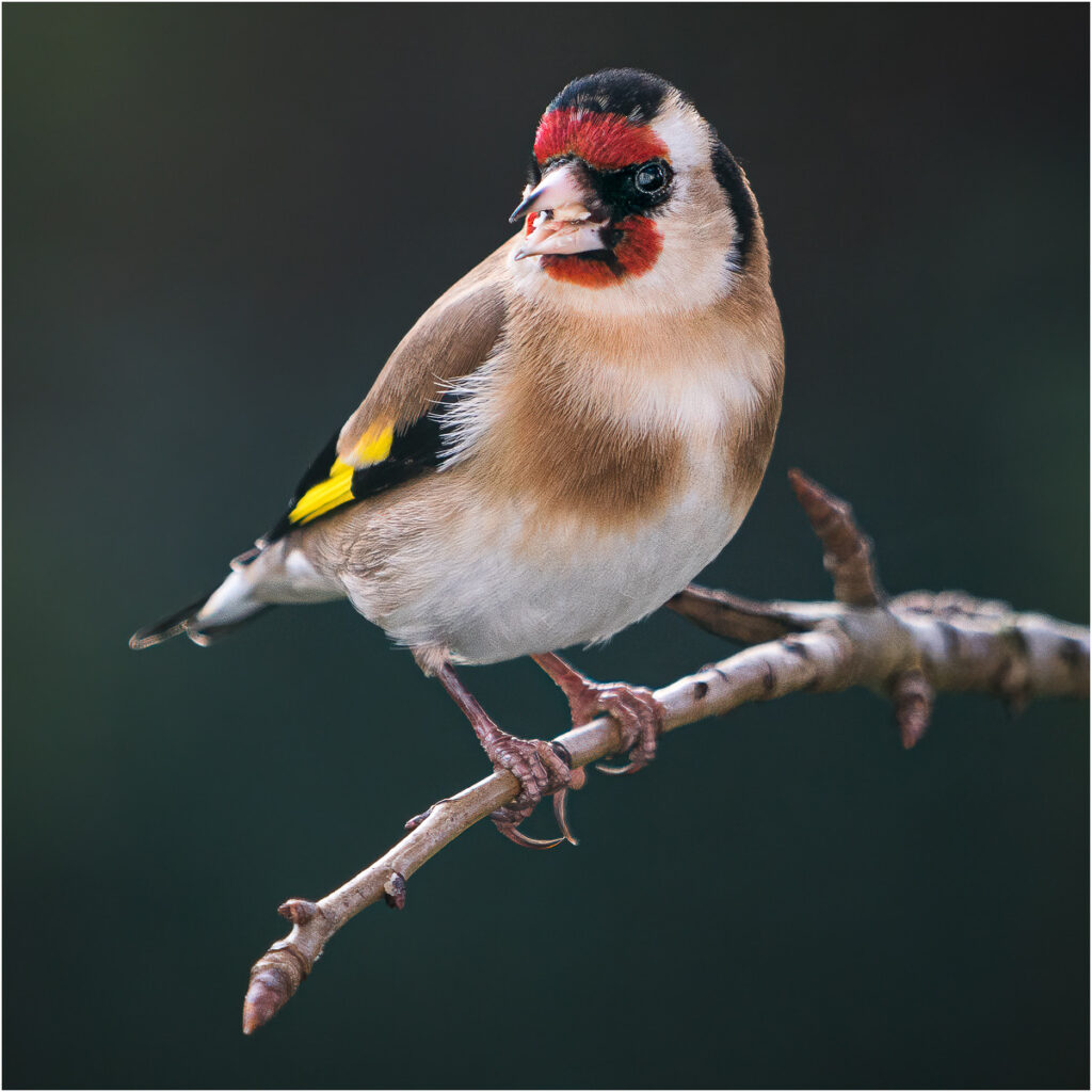 Goldfinch by Niall