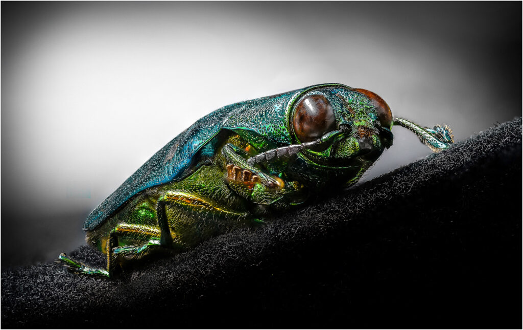 Jewel beetle by Andre Van de Sande