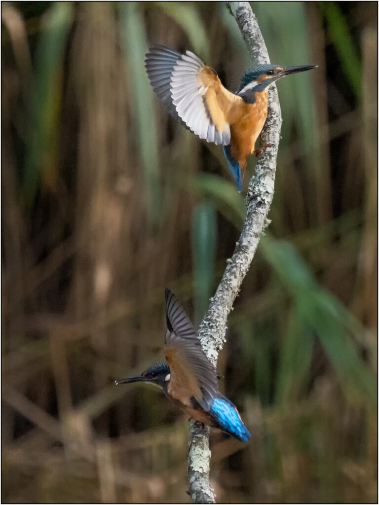 Kingfisher Pair by Dave Russell