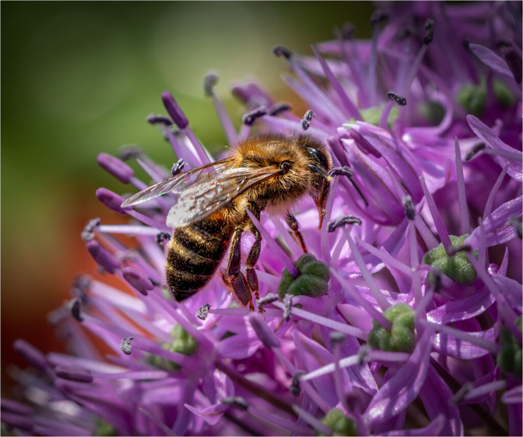 Nectar forage by Niall
