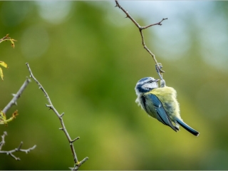 The acrobat by Andre Van de Sande