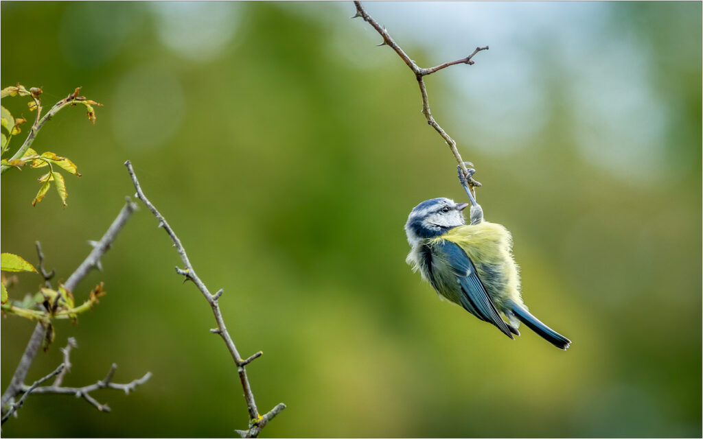 The acrobat by Andre Van de Sande