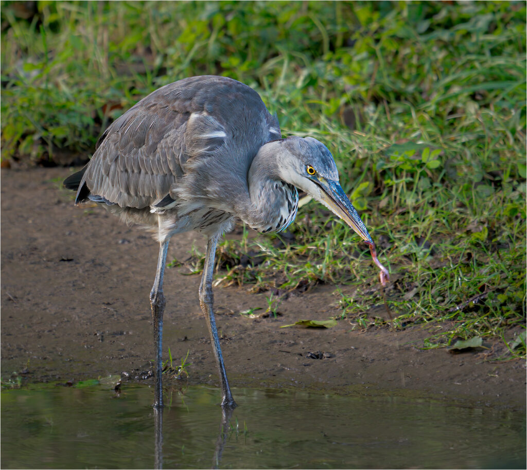 The early bird gets the worm by Niall