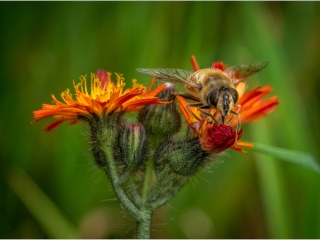 Hoverfly on hawkweed by Andre Van de Sande