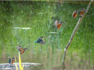 Kingfisher sequence by Andre Van de Sande