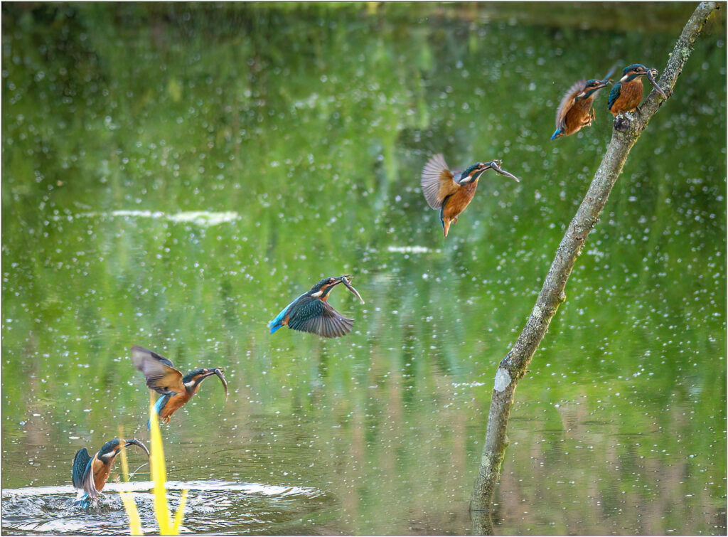 Kingfisher sequence by Andre Van de Sande