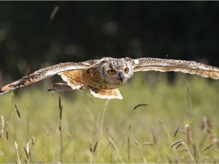 Low flying by Chris Chinnick