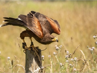Prepare to Launch by David Barton