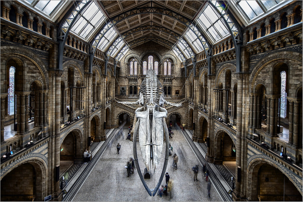 Natural History Museum by Dave Barton