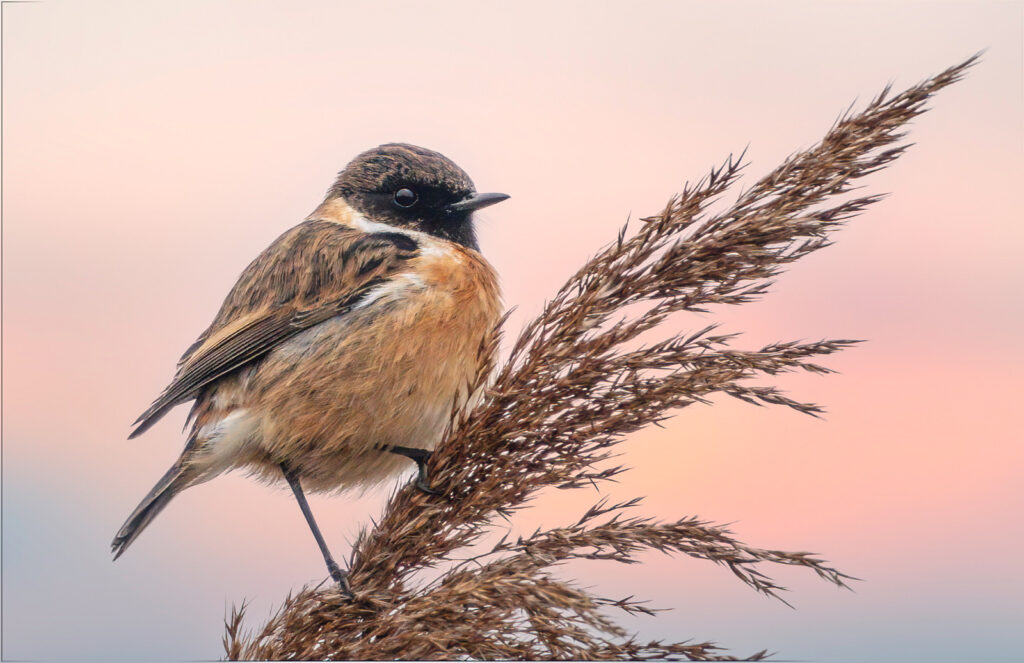 Stonechat by Andre Van de Sande