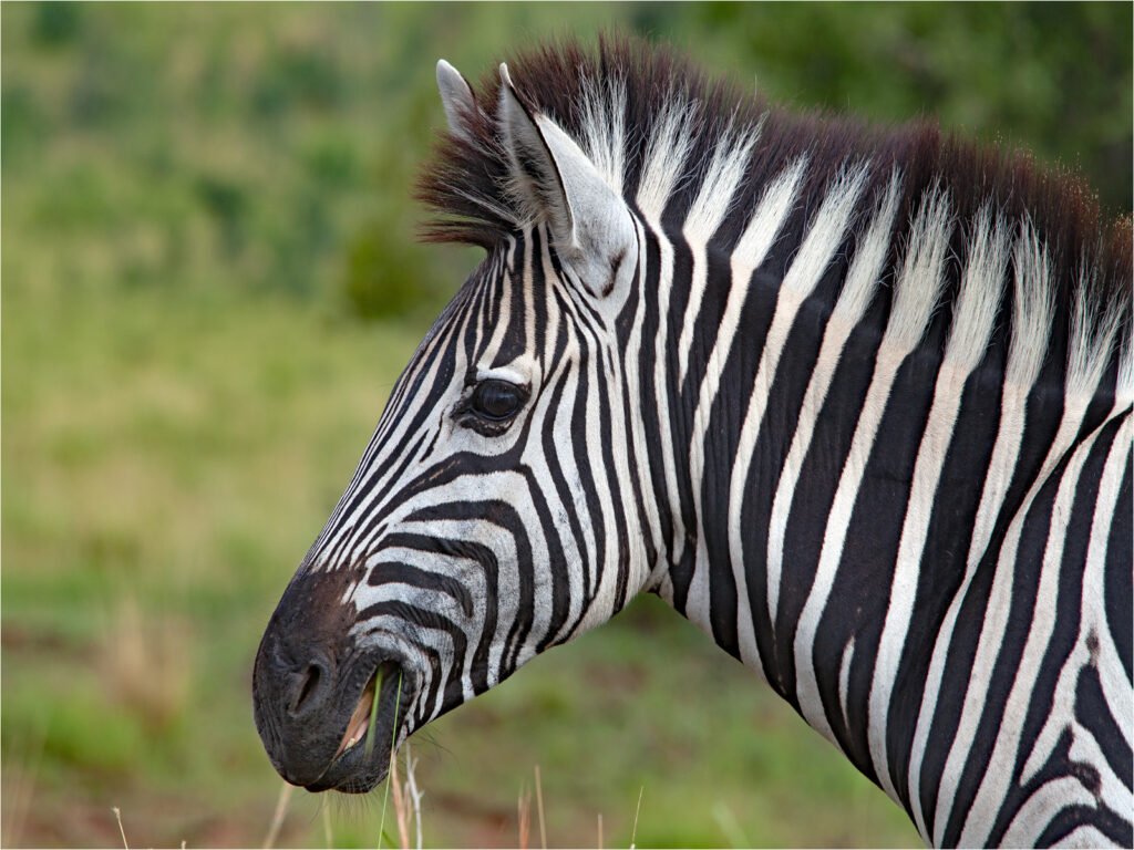 Zebra having a snack by Dave Lawrence