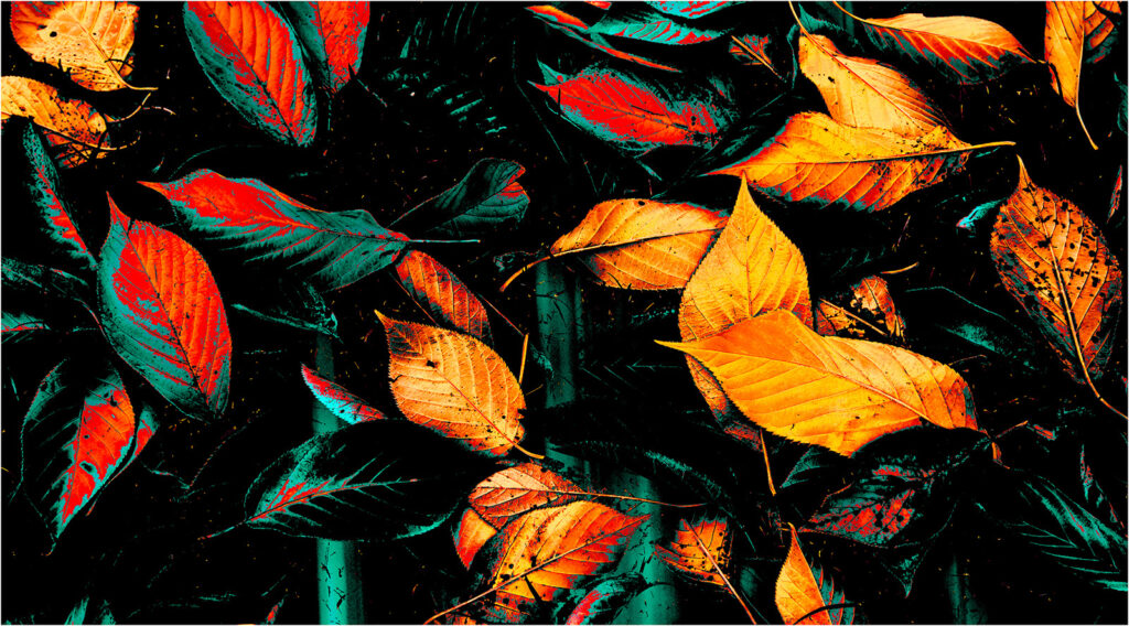 Autumn leaves by Andre Van de Sande