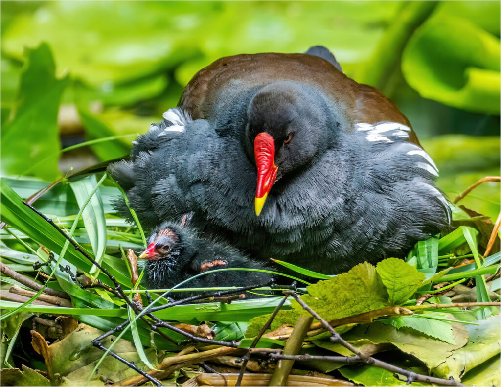 Moorhen chick by Andre Van de Sande