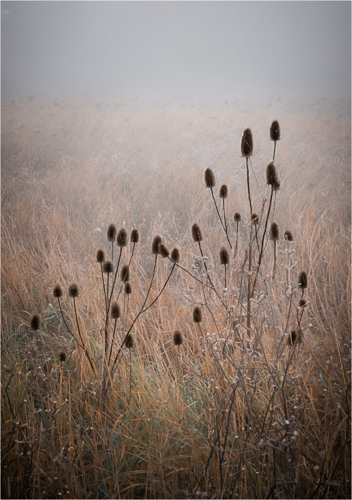 Teasels in winter fog by Niall