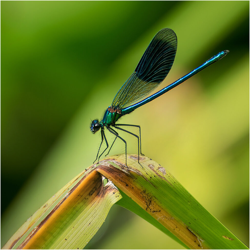 Banded Demoiselle by Chris Chinnick