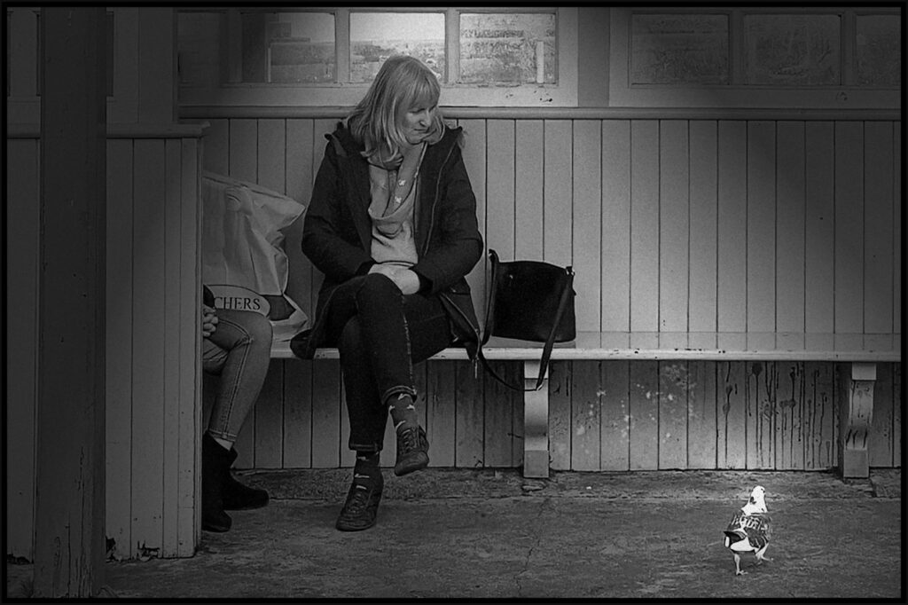 Bird Watching by Trevor Waller