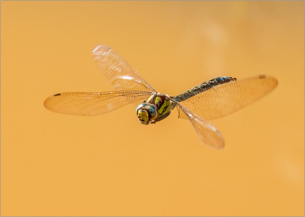 Hawker dragonfly by Andre Van de Sande