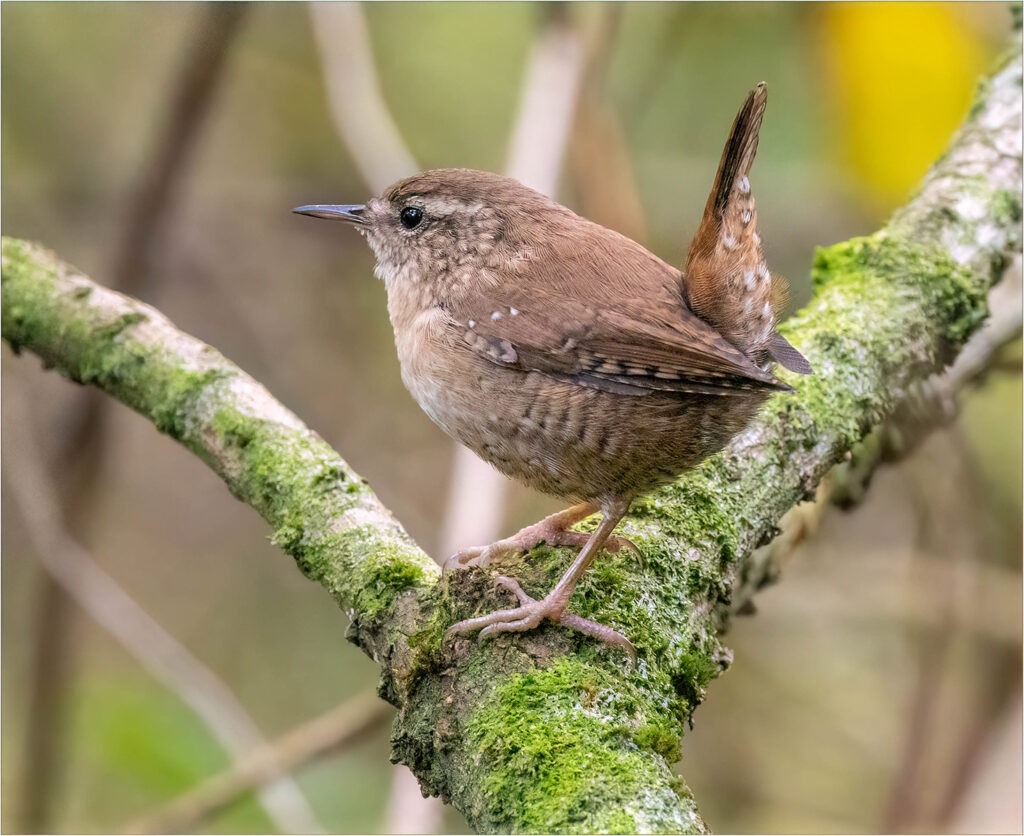 Wren on a stick by Andre Van de Sande