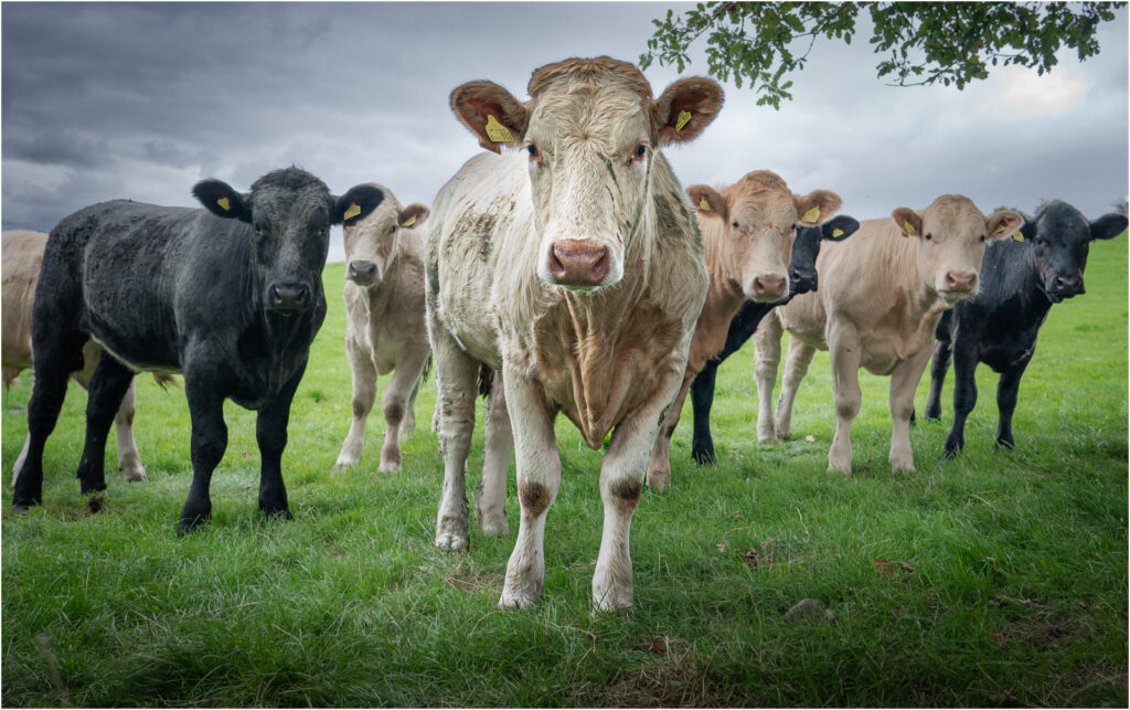 A load of bull by Niall