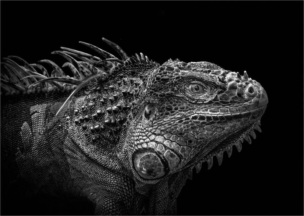 Iguana Andre Van de Sande