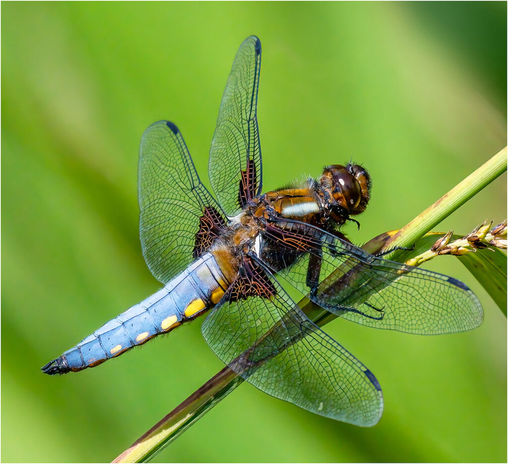 Male broad-bodied chaser by Andre Van de Sande