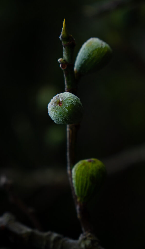 Frosty figs by Tom Hannigan