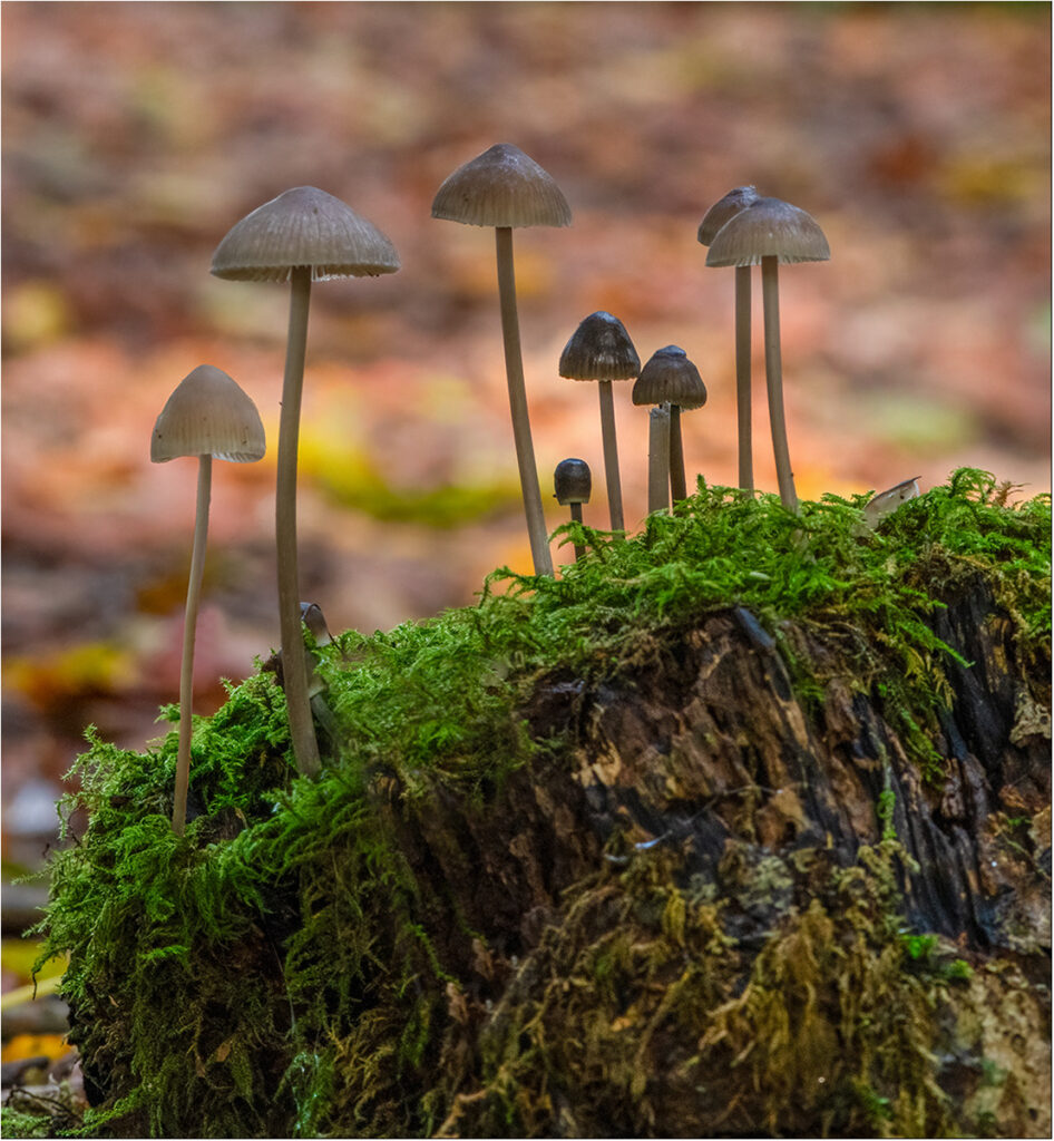 Autumn Woodland by Chris Chinnick