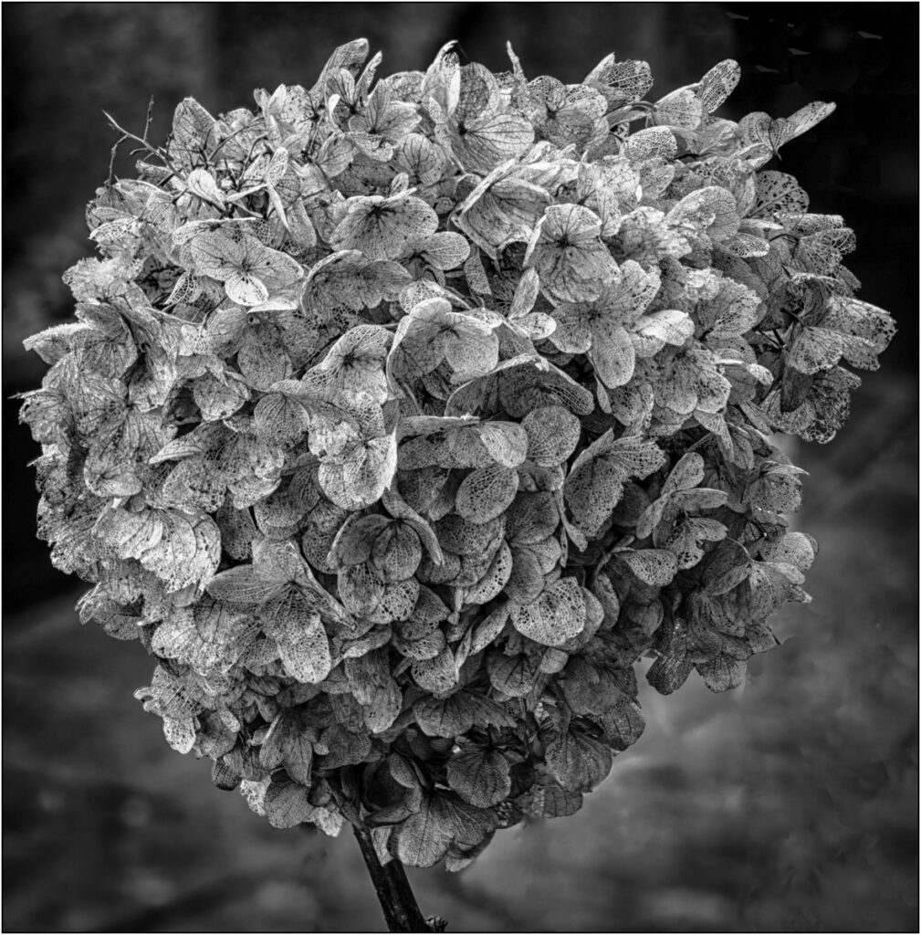 Faded Hydranga by Dave Russell