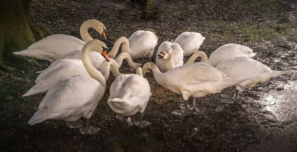 Feed Me! by Richard Payton