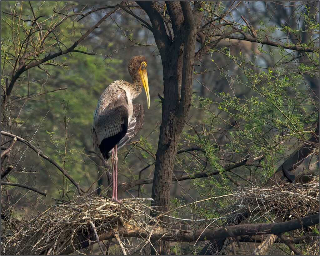 Painted Stork by Trevor Waller