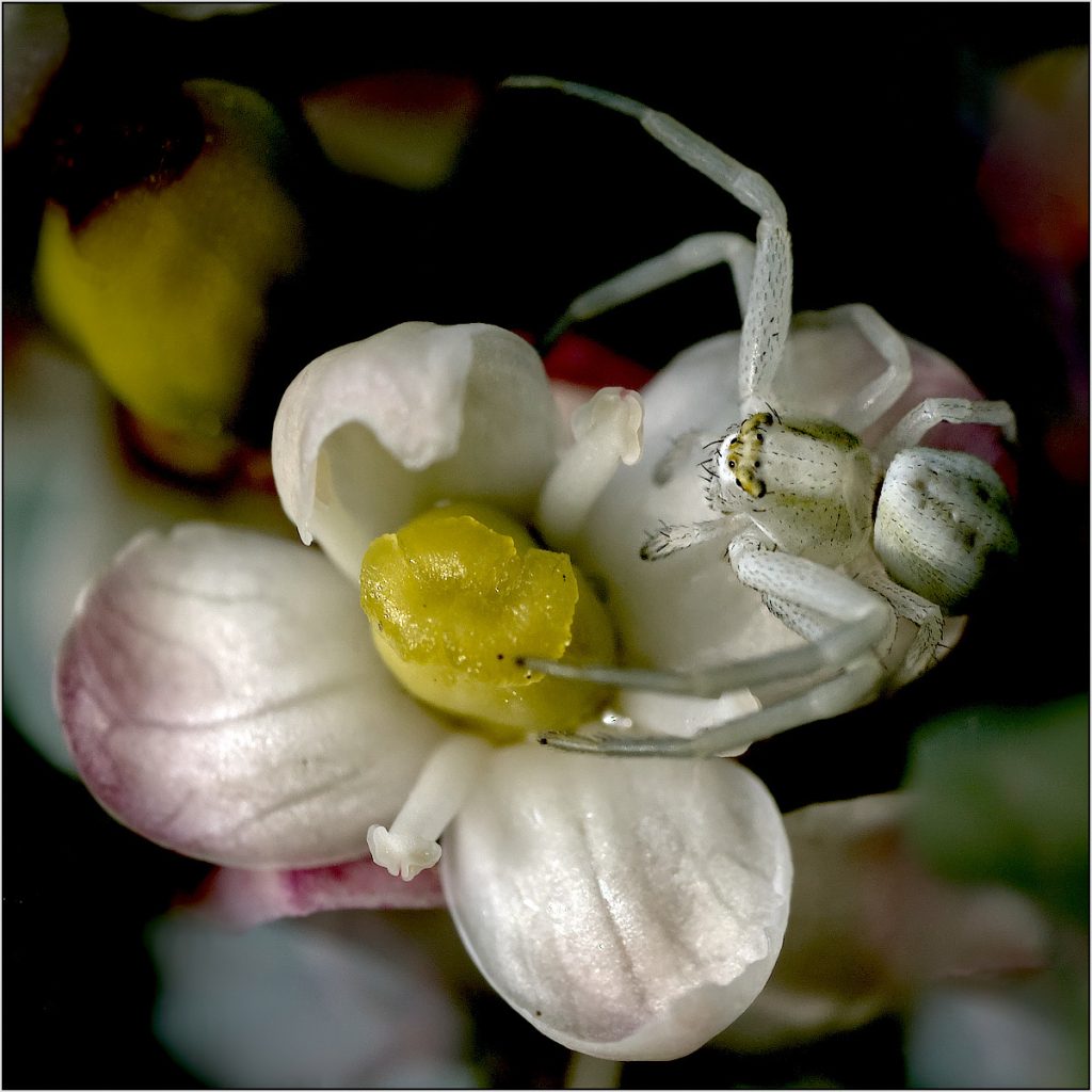 Crab spider on holly flower by Trevor Waller