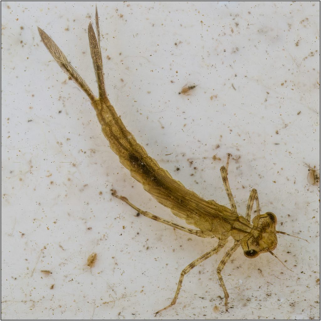 Damselfly Nymph by Dave Russell