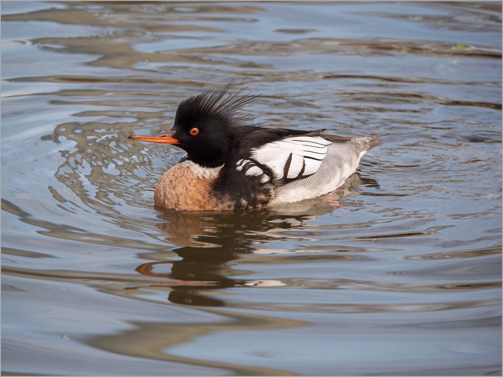 Male Common Merganser by Steve Willcocks