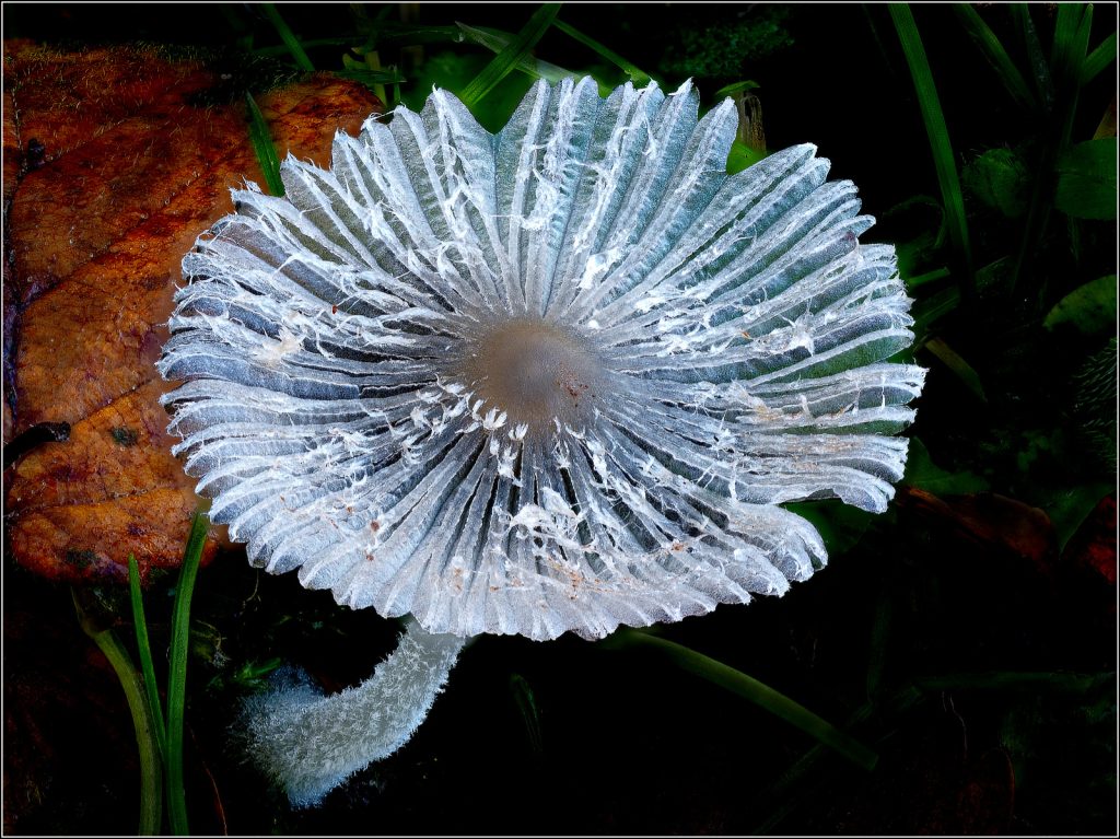 Pleated Inkcap (Parasola Plicatilis) by David Jones