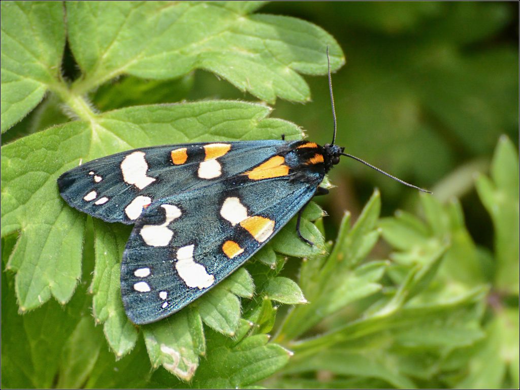 Scarlet Tiger by David Jones